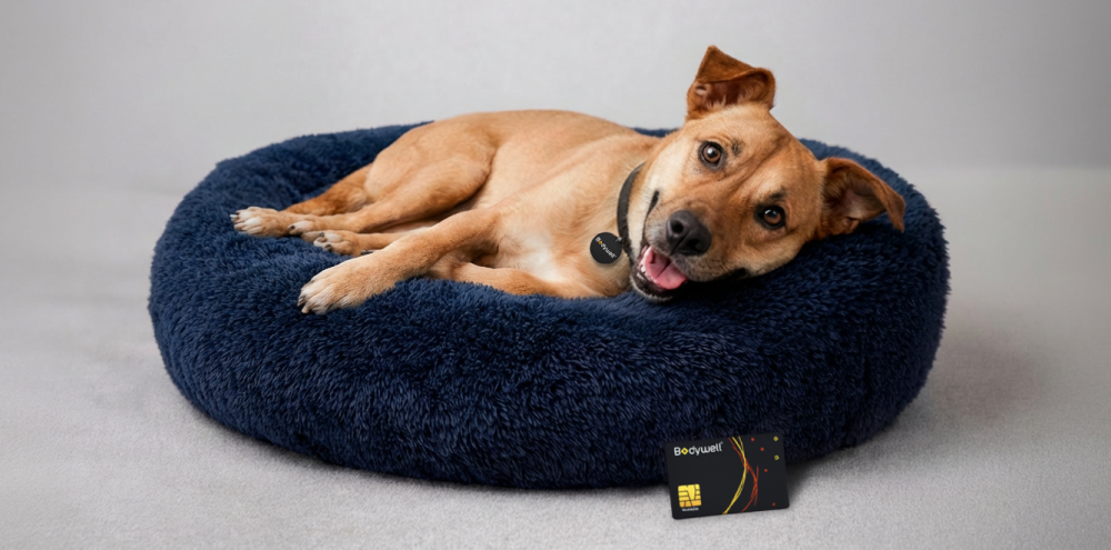 Does EMF Radiation Affect Dogs and Cats? What Every Pet Owner Needs to Know